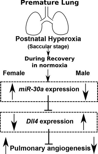 MicroRNA 30a As A Candidate Underlying Sex Specific Differences In