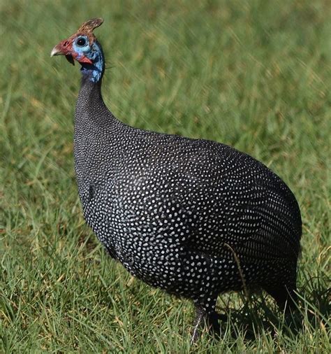 “Tufted Guineafowl” – birdfinding.info