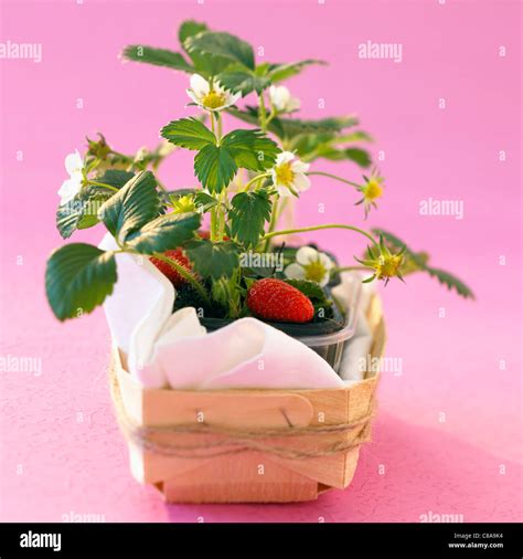 Small strawberry plant Stock Photo - Alamy