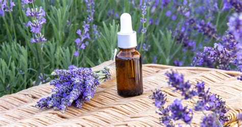 5 Calming Scents That Promote Relaxation Goodnet