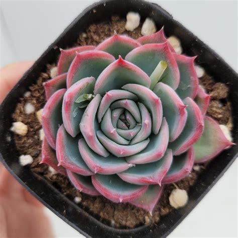 Echeveria Siloutte Dk Succulents Korea Rare Korean Succulents