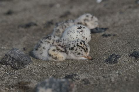 Documentan Nacimiento De Aves En Laguna De Atotonilco Ciudad Olinka