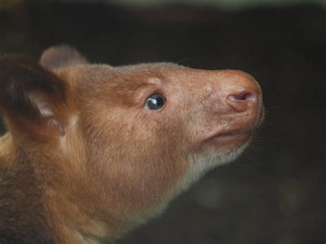 Goodfellows Tree Kangaroo Zoochat