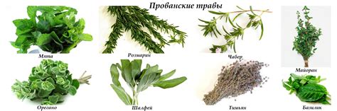 Орегано и базилик (Много фото!) - treepics.ru