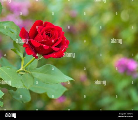Beautiful Red Roses Stock Photo Alamy