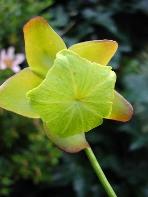 i come to the garden alone lyrics 8