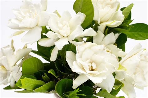 Gardenia Fragrance Oil Free Shipping Direct Candle Supply