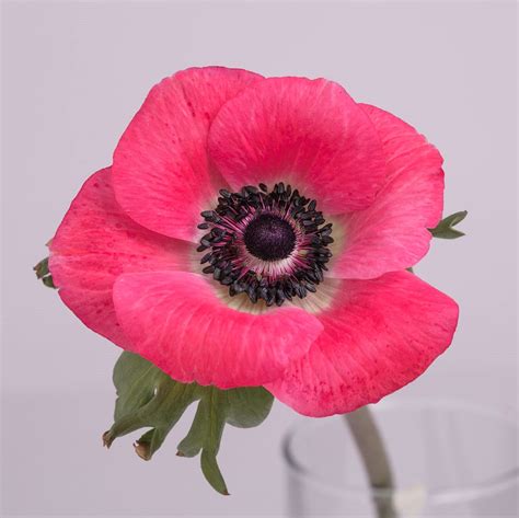 Anemone The Chaupi Farm Development And Research