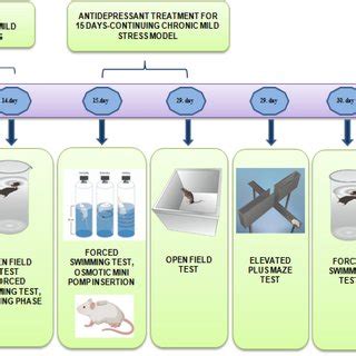 Schematic representation of experimental protocol | Download Scientific ...