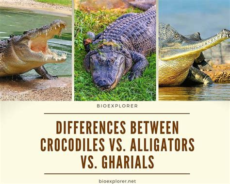 Differences Between Crocodiles and Alligators and Gharials | BioExplorer