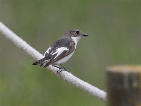 Papamoscas Cerrojillo Ficedula Hypoleuca