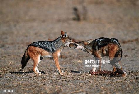 Jackal Fighting Photos And Premium High Res Pictures Getty Images