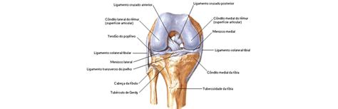 Anatomia Do Joelho Conheça Mais Essa Articulação Blog Pilates O