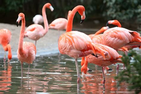 American Flamingo - eBirdr