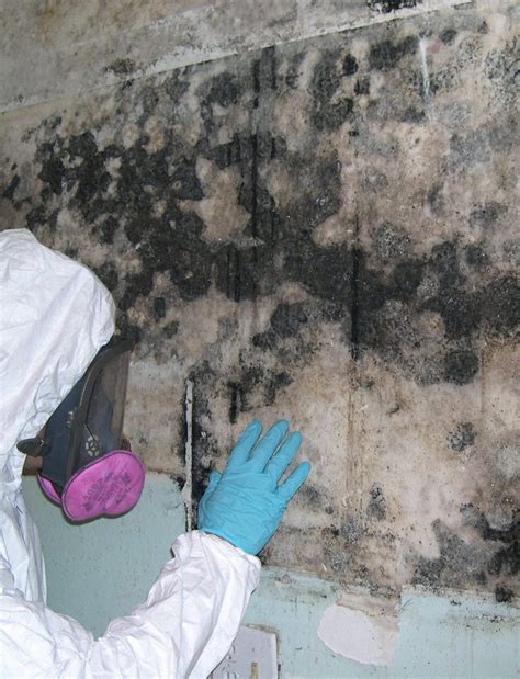 Mold Cleanup Services Denver - NuBilt Restoration & Construction