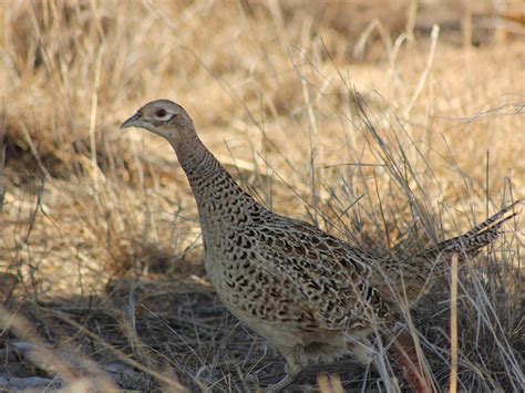 Photo Gallery Colorado Pheasants Forever