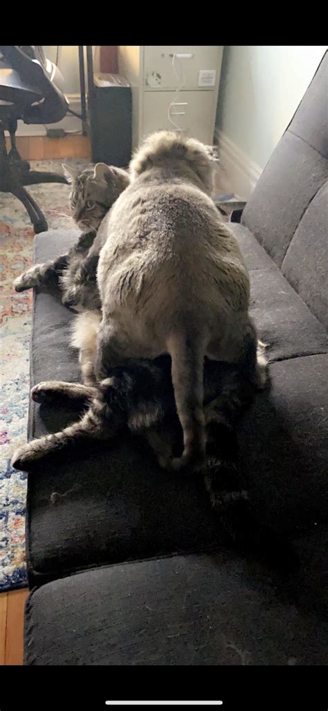 Cat humps-2 males both fixed. Is this normal? : r/cats