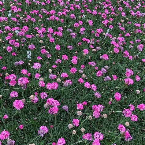 Armeria Maritima Rubrifolia Sea Thrift 35 Pot Little Prince To Go