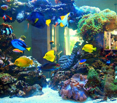 marine fish  coral aquarium  prestige aquariums coral fish tank