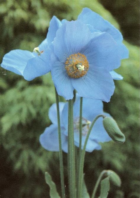 Meconopsis grandis postcard — Friends of the Cruickshank Botanic Garden ...