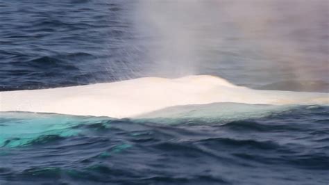 Moby Dick is definitely real | New York Post