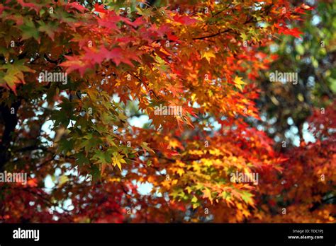 Autumn Color Hangzhou Chengdong Park Stock Photo Alamy