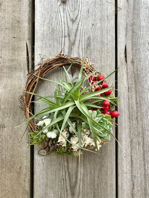 Christmas Holiday Living Wreath Air Plants Succulents Etsy