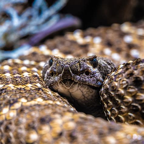 what do rattlesnakes eat? – COPPERTIST.WU