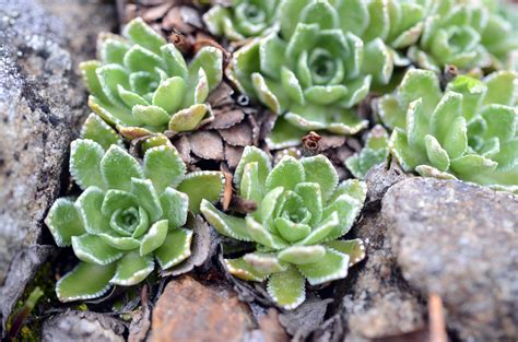 Камнеломка саксифрага - 65 фото