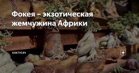 Фокея – экзотическая жемчужина Африки | Кактусач | Дзен