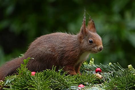 картинки : трава, животное, Дикая природа, Млекопитающее, Белка, сад ...