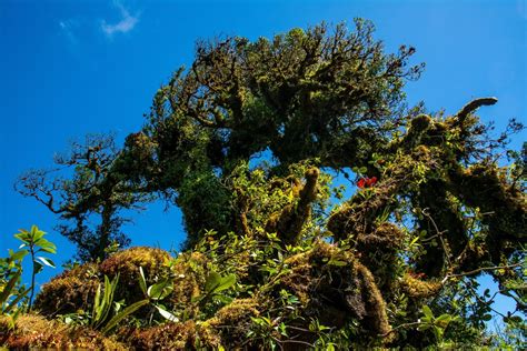 Orchids of Peru: The treasures of the Amazon rainforest