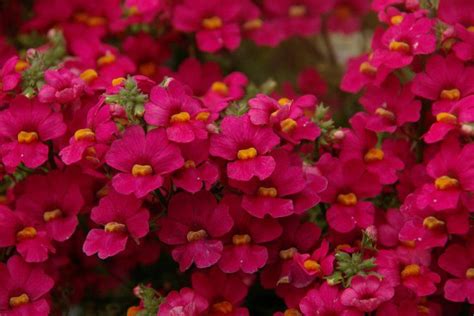 Nemesia Purple Pink Nemesia Flowers Garden Flowers
