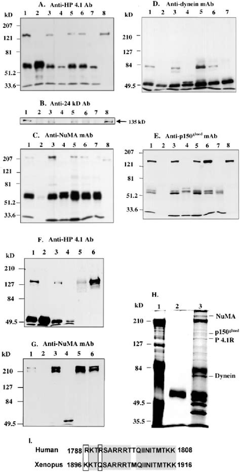 Figure From A Nonerythroid Isoform Of Protein R Interacts With The