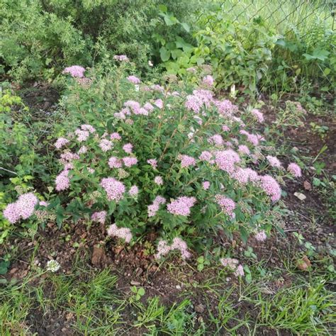 Spiraea japonica JAPANESE DWARF - Zahradnictví Červená