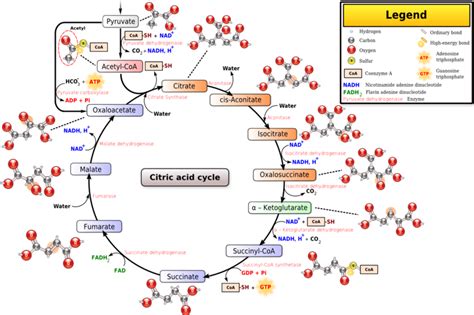 TCA Cycle Location Enzymes Steps Products