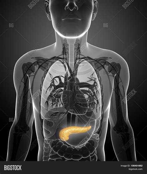 Male Pancreas Anatomy Image & Photo (Free Trial) | Bigstock