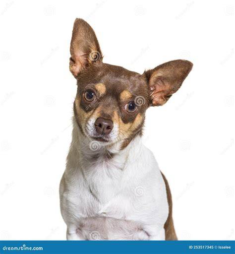 Portrait of Crossbreed Dog with a Chihuahua and Unknown Breed Stock