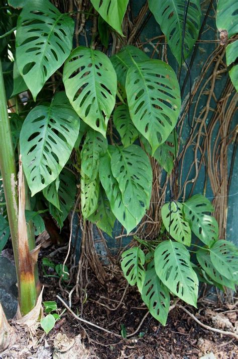 monstera adansonii subsp laniata gardenorg