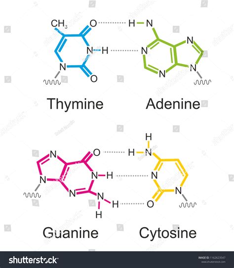 Base Pairs Images Stock Photos And Vectors Shutterstock