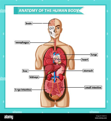 Scientific medical illustration of human body anatomy illustration ...