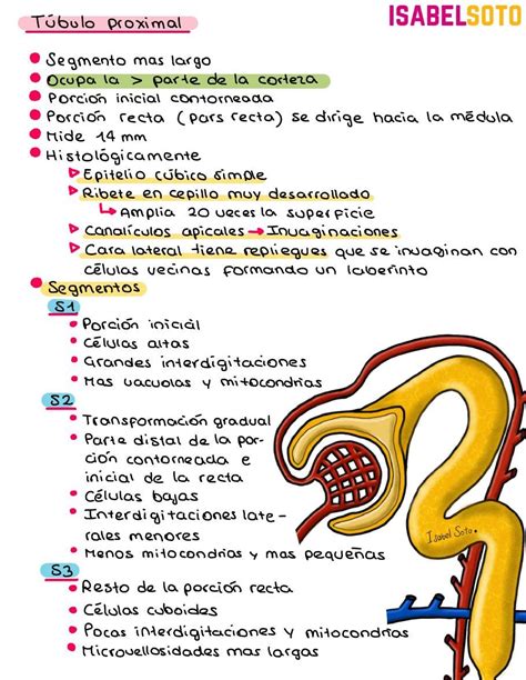 Anatomia Del Rinon Anatomia Humana Salud Udocz Images