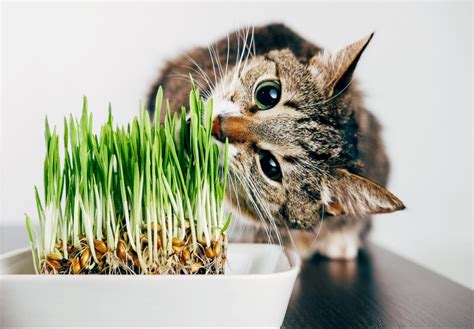 Keep Your Cat Happy And Healthy With Cat Grass