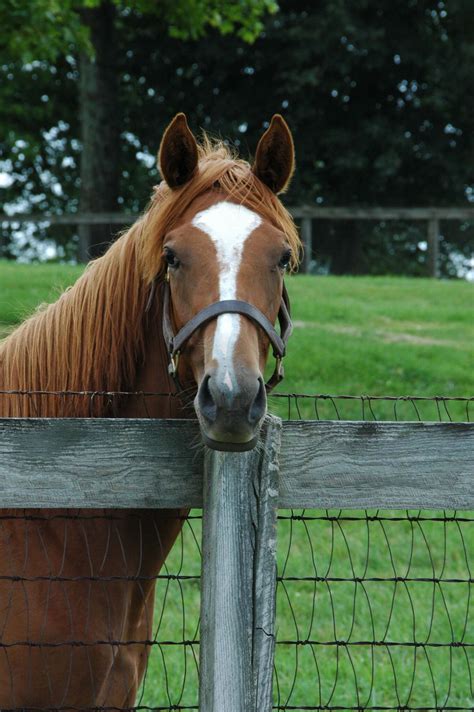 Equine Liability Insurance - Performance Equine Insurance