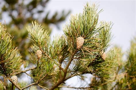 100+ Free Pinus & Nature Images - Pixabay
