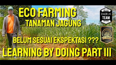 Penggunaan Pupuk Eco Farming Pada Tanaman Jagung Learning By Doing