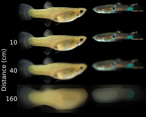 ‘Matador’ guppies trick predators – Jolyon's Website