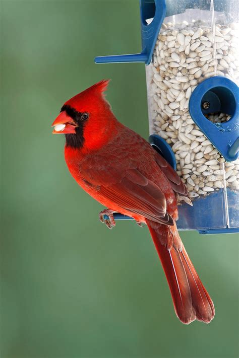 3 Types Of Seeds And Feeders Birds Love Best Birds And Blooms