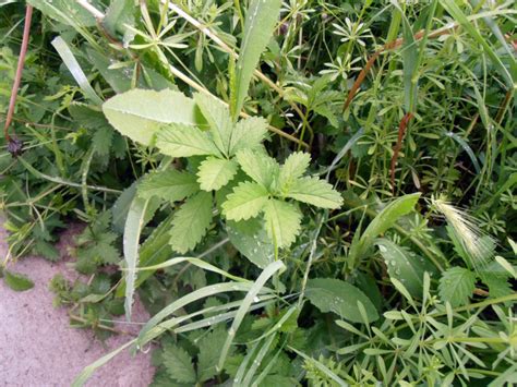 кукуряк | Живот отвъд Околомръсното