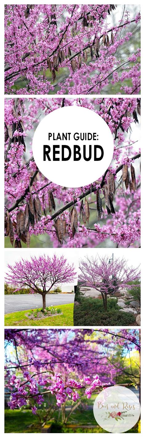 Plant Guide Redbud Tree Bees And Roses Deciduous Trees Trees And Shrubs Trees To Plant